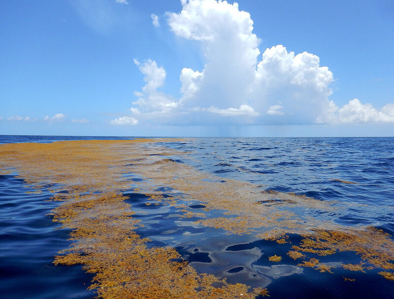 Картинки саргассово море