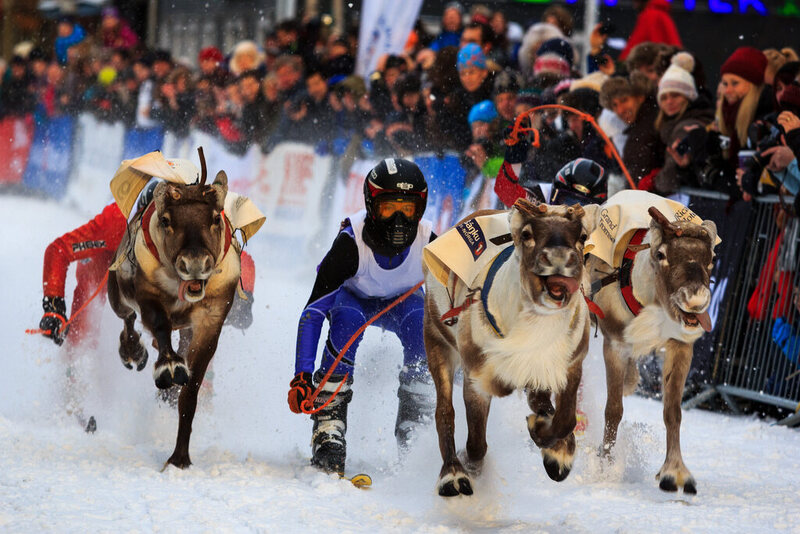 Image result for reindeer racing