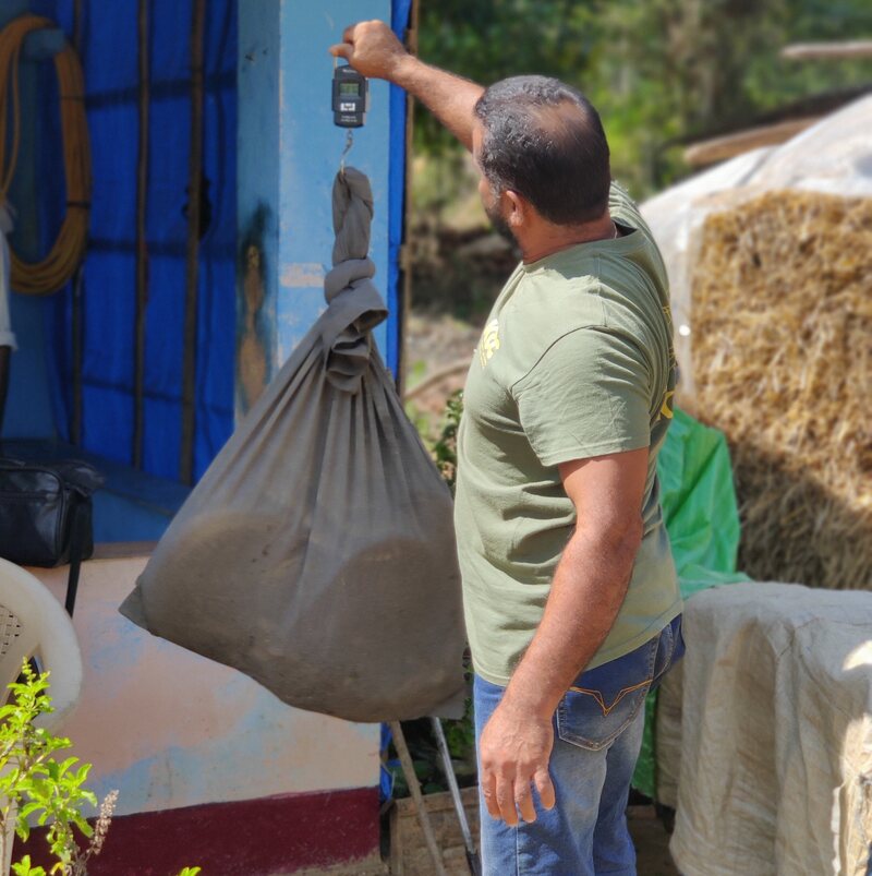 Jaykumar SS, a seasoned snake rescuer from the Agumbe Reserve Research Station, weighs a safely trapped king cobra.