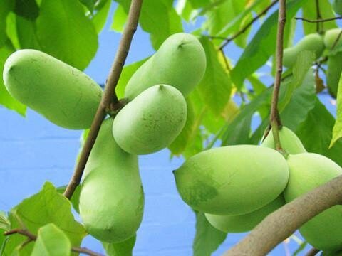 The native pawpaw offers an unexpected dash of tropical flavor to forests in in the U.S. east and Midwest.