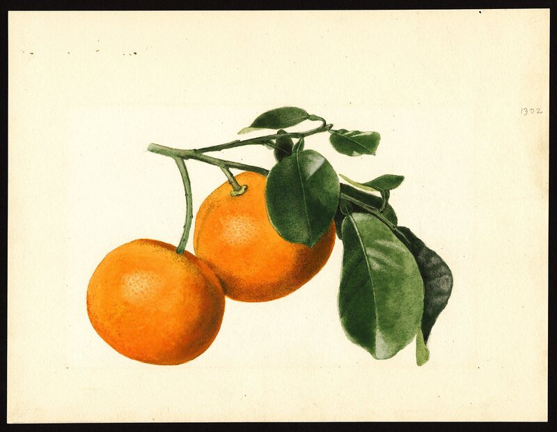 A USDA artist painted these Florida sour oranges in 1923.
