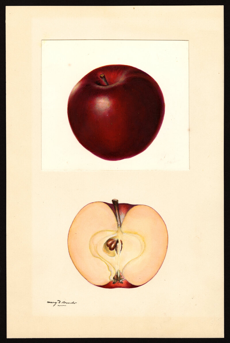 Brown has rescued many varieties of the once popular winesap apple, including the red winesap.