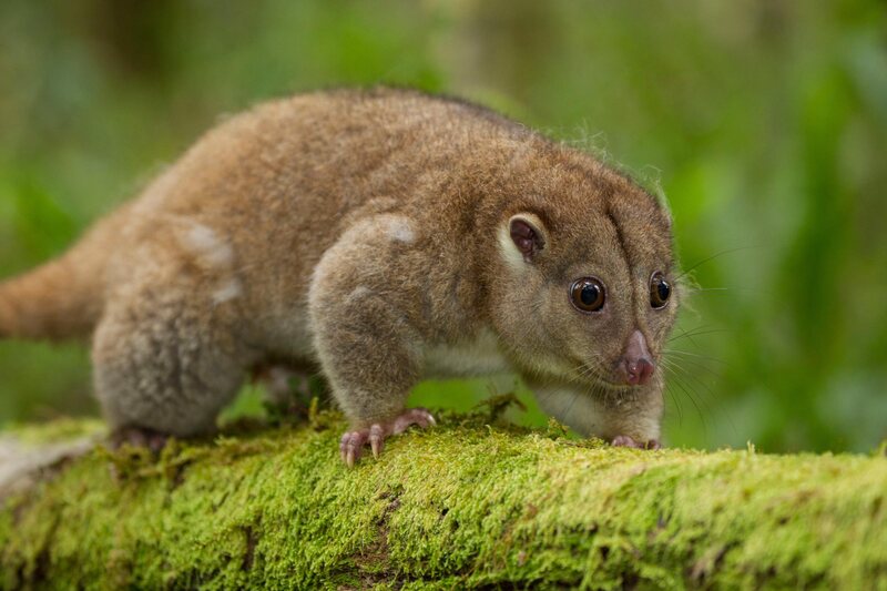 The cute, cuddly cuscus.