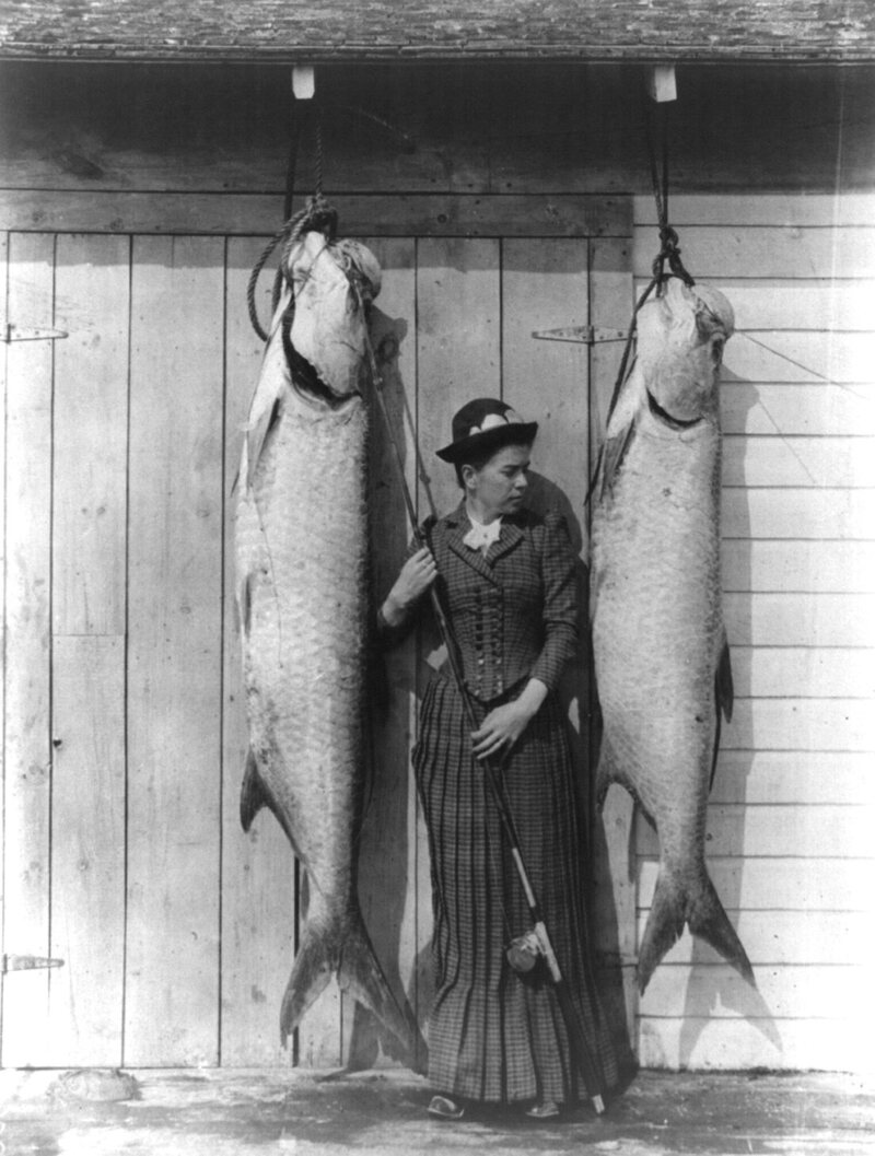Tarpon caught by Mrs. Charles E. Allen of Glasgow, Scotland, at St. James City, Florida, in the late 1880s or early 1890s.