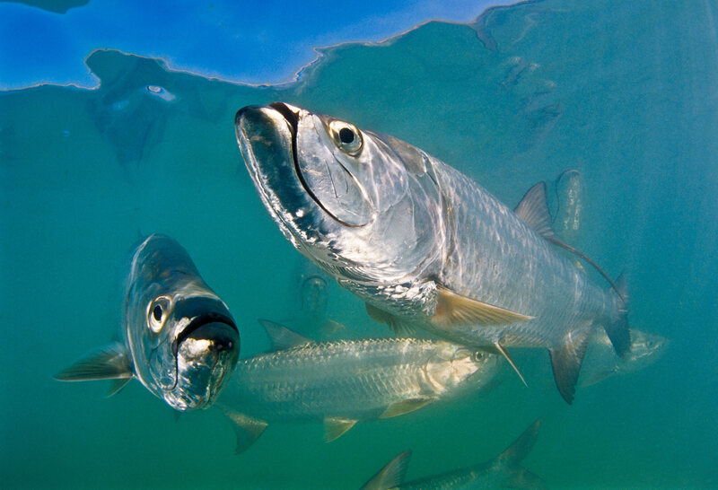 <em>Megalops atlanticus</em>, the Atlantic Tarpon, has a range from the west African coast to the shores of Brazil, and as far north as the Carolinas.