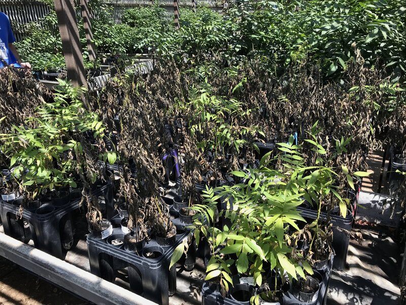 Testing seedlings in the greenhouse at UC Davis.