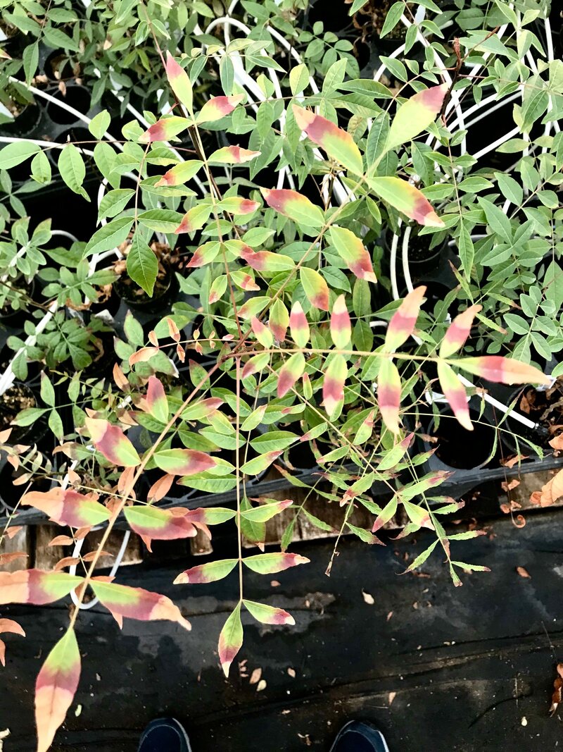 Salt-stressed pistachio tree leaves.