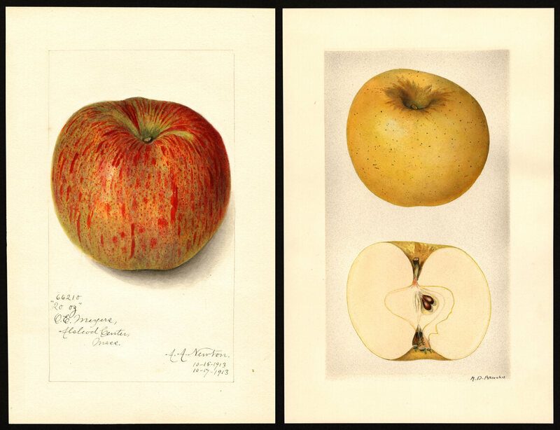 Tom Brown wanted to find apples that people hadn't tasted in decades.