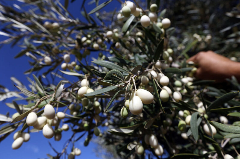 Rediscovering Calabria’s Mystical White Olives