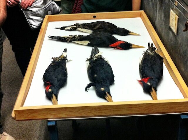 The now-extinct Imperial Woodpecker, the world's largest woodpecker