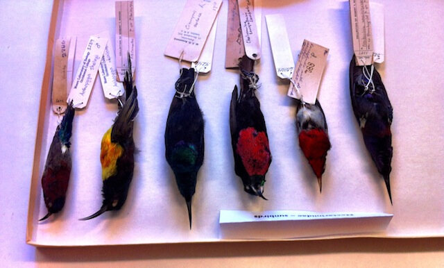 Birds with their original hand written tags, which are great to read themselves. 
