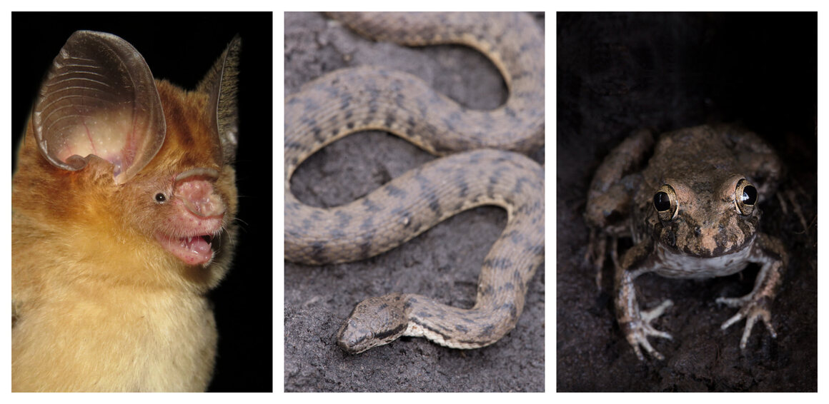 Mangrove residents included, from left, ashy roundleaf bats, dog-faced water snakes, and brackish frogs.