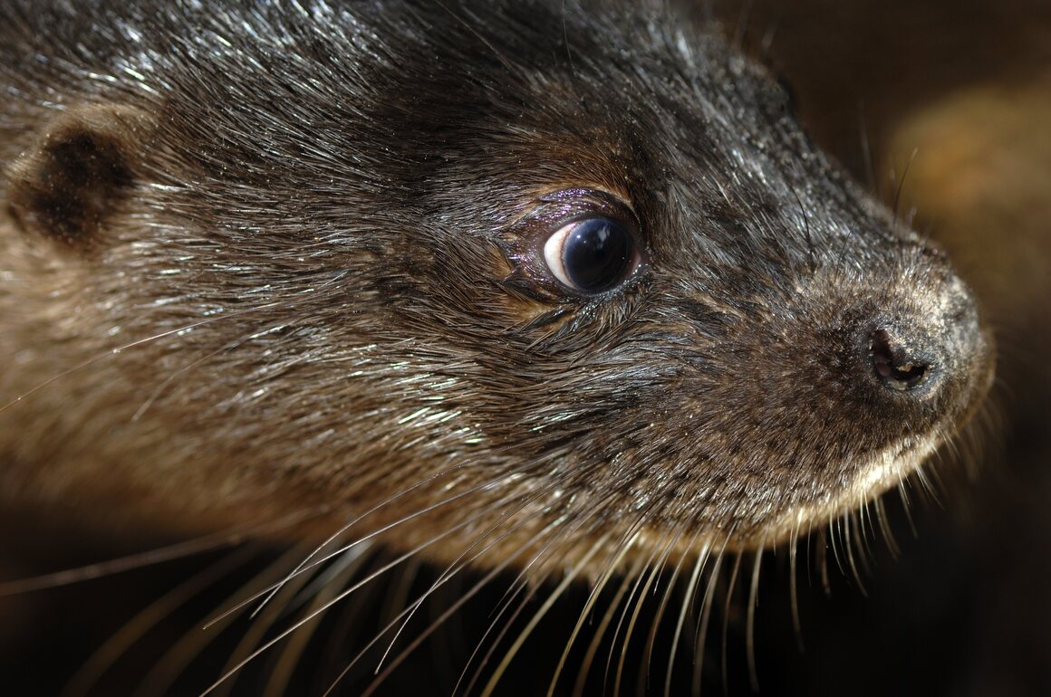A hairy-nosed otter, one of 700 species identified during a ground-breaking survey of portions of Cambodia's mangrove forests.