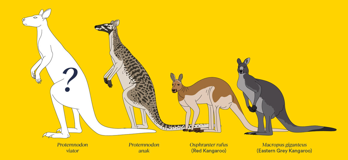 An artist’s impression of the newly described fossil species <em>Protemnodon viator</em> and its relative <em>Protemnodon anak</em>, compared at scale to the living red kangaroo and eastern grey kangaroo.
