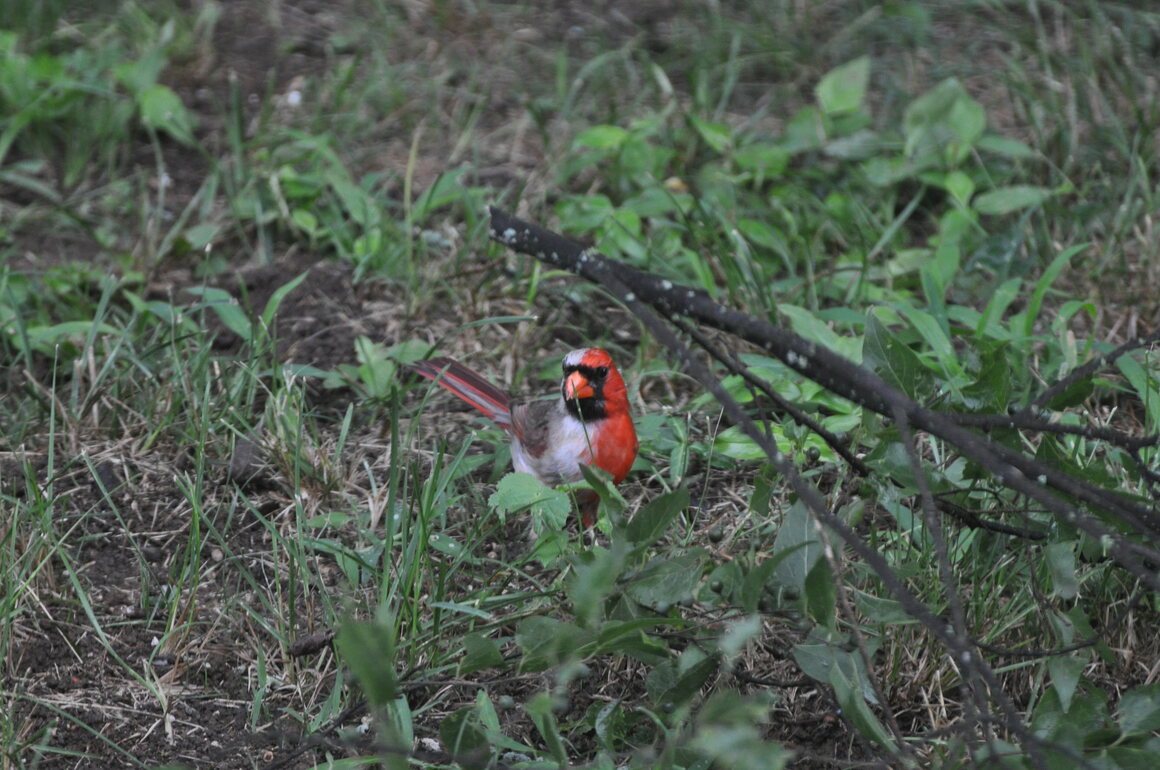 This gynandromorph cardinal was spotted in a backyard in Hermitage, Tennessee.