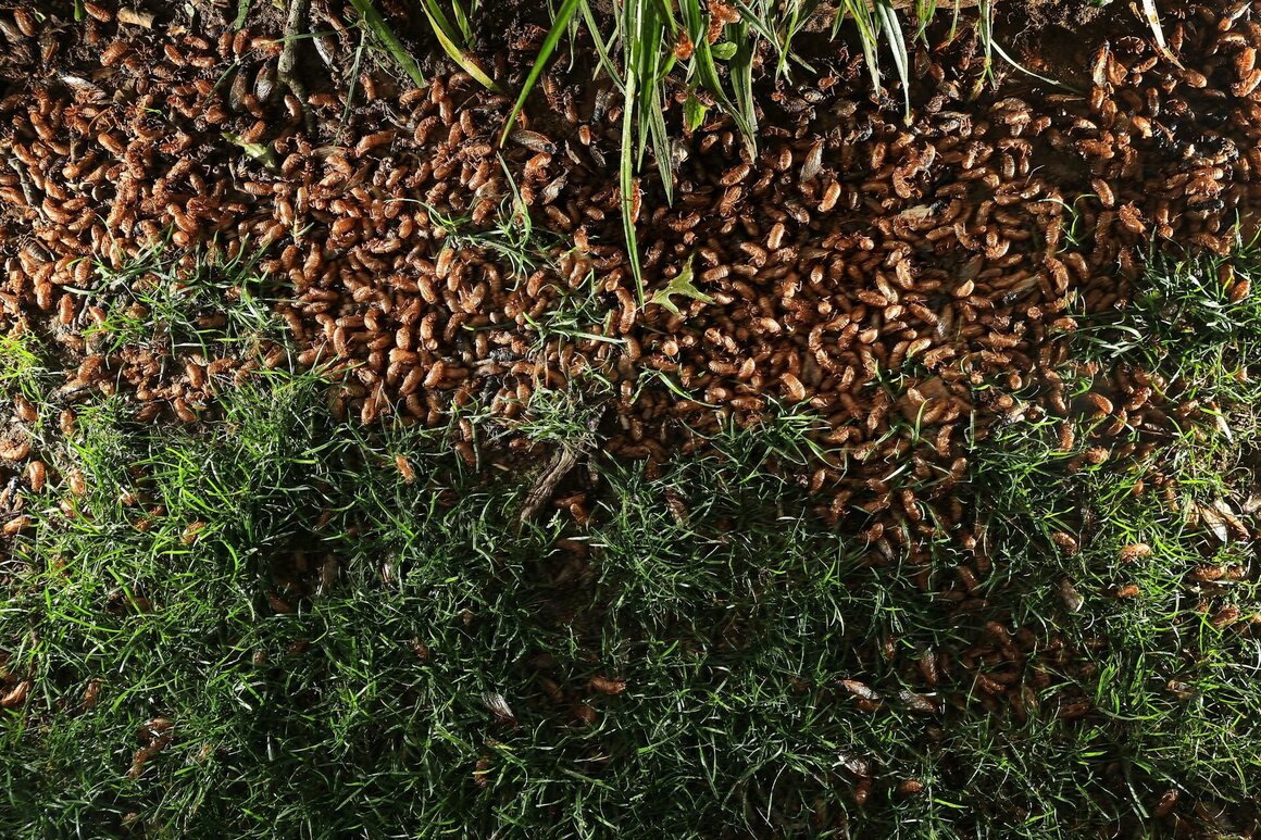 A pile of dead and dying periodical cicadas and their cast-off nymph shells collect at the base of a tree in Maryland, during the 2021 Brood X emergence.