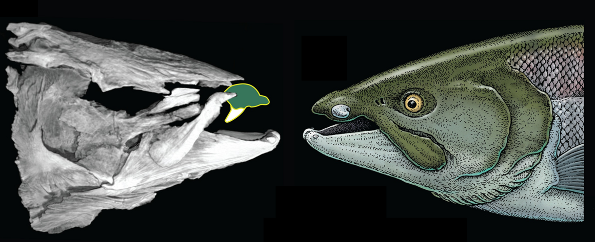 Prior to the fossil discovery in 2014, scientists believed these salmon had fangs that pointed straight down (left). Now, the discovery of complete skulls has shown these teeth actually protrude outward (right).