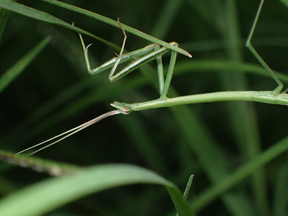 From the moment they hatch, female small-winged stick mantises are relentless hunters, using their barbed forelimbs to catch and hold prey.