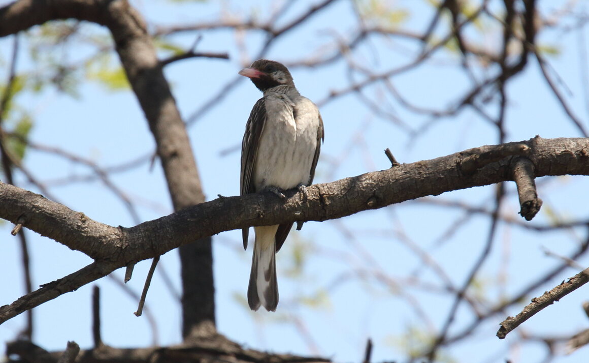A male honeyguide perches in Tanzania, though the birds can be found through much of sub-Saharan Africa.