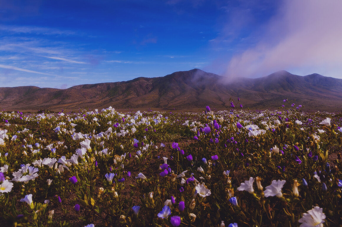 Garra de león blooms in the Llanos de Challe, one parts of the Atacama Desert near Copiapó.