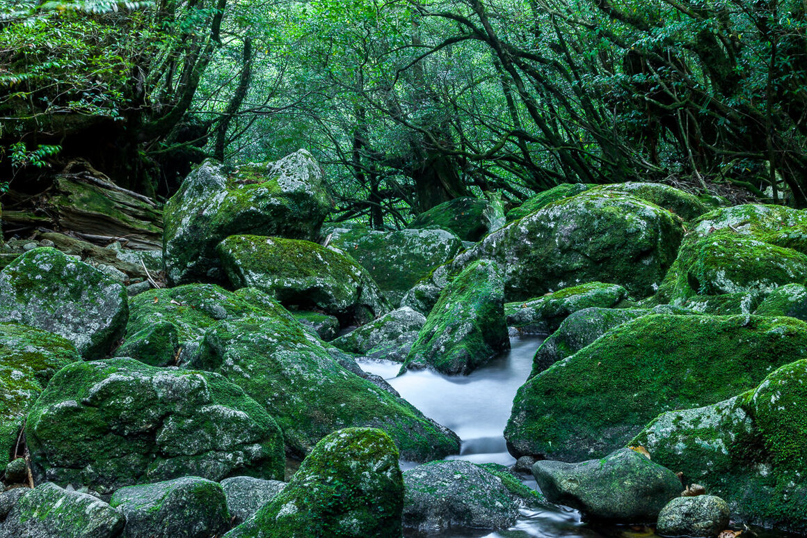 Flowing water in a brook appears to make a green moss-covered rock rise up from among its neighbors.