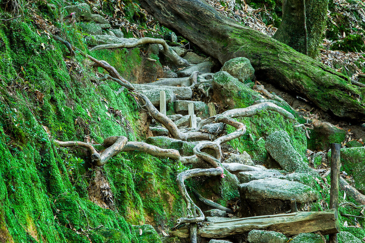 Hard stone mixes with ever-present meandering roots on the trail of Shiratani Unsuikyo.