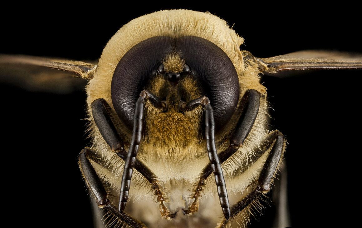 Οι μέλισσες πετούν σε ταχύτητες μέχρι και 15 μίλια την ώρα.