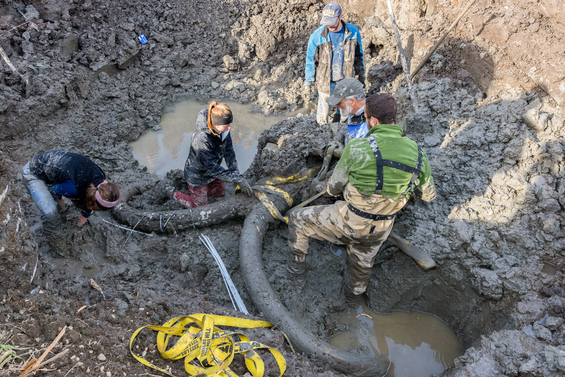 During the first dig, scientists revealed the mammoth's skull and scythe-shaped tusks. 