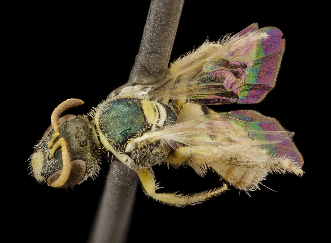 This unidentified bee, collected in Kyrgyzstan, is so small that researchers had to glue it to the side of an insect pin, instead of piercing it. 