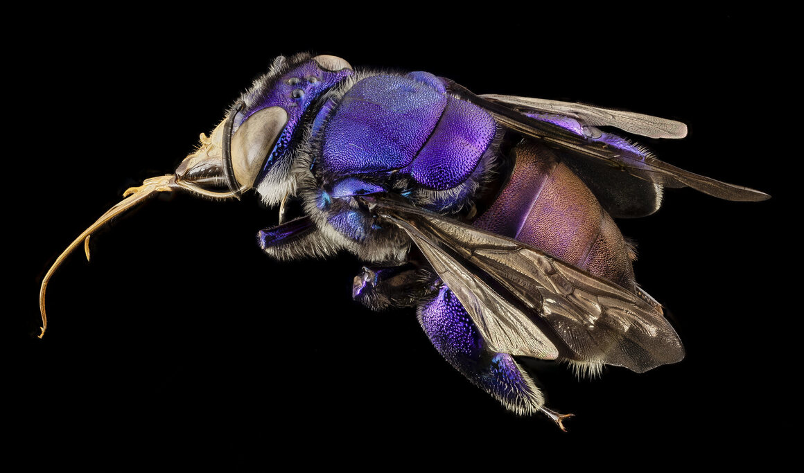 This unidentified orchid bee was collected in Guyana.