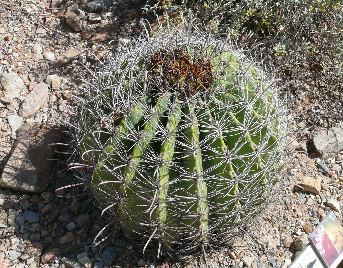 How A Candy Craze Almost Wiped Out The Barrel Cactus Gastro Obscura