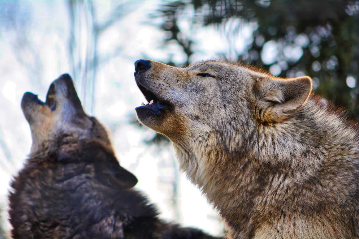 Howling wolves in Asahikawa.