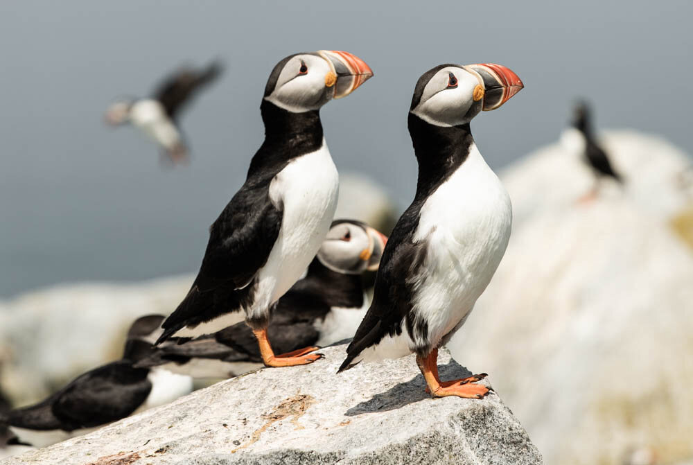 Come for the puffins, stay for the puffins. 