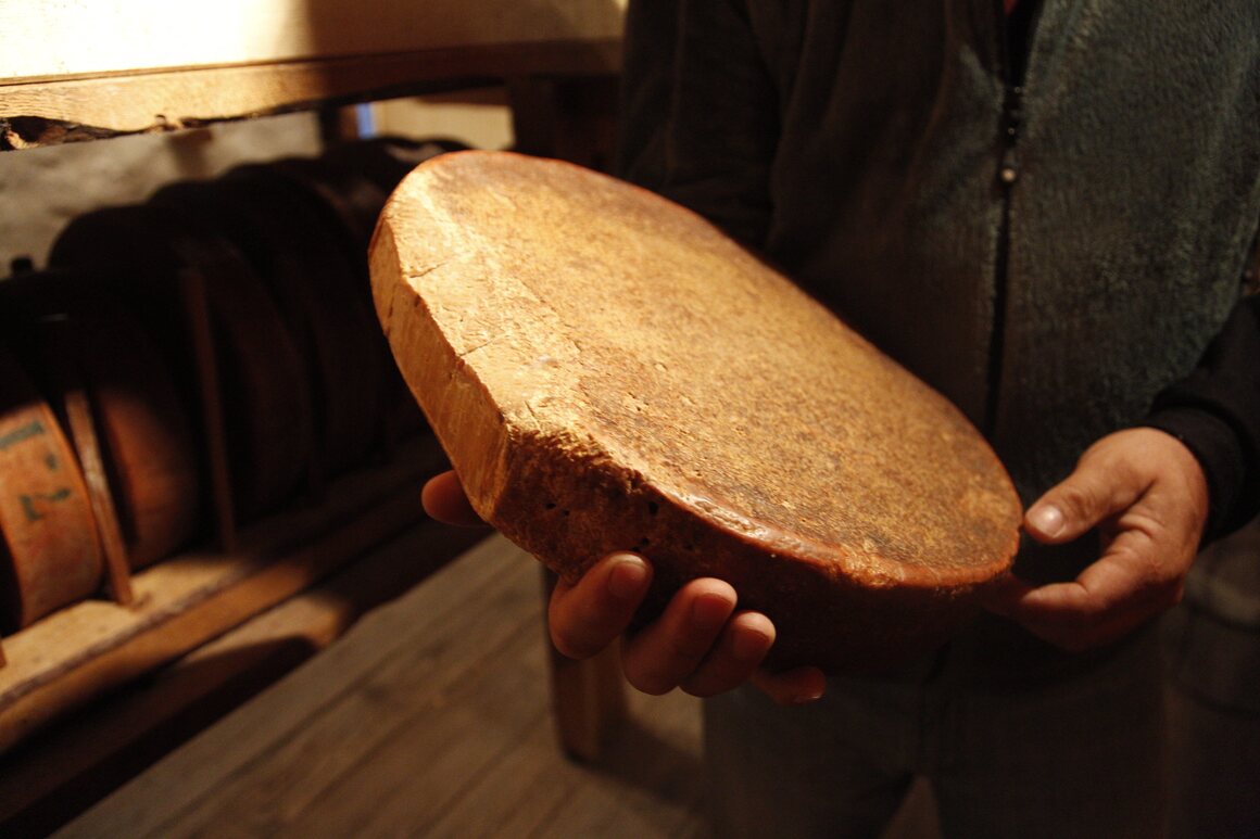This wheel of cheese was likely a lot larger 149 years ago, but has shriveled due to moisture loss.
