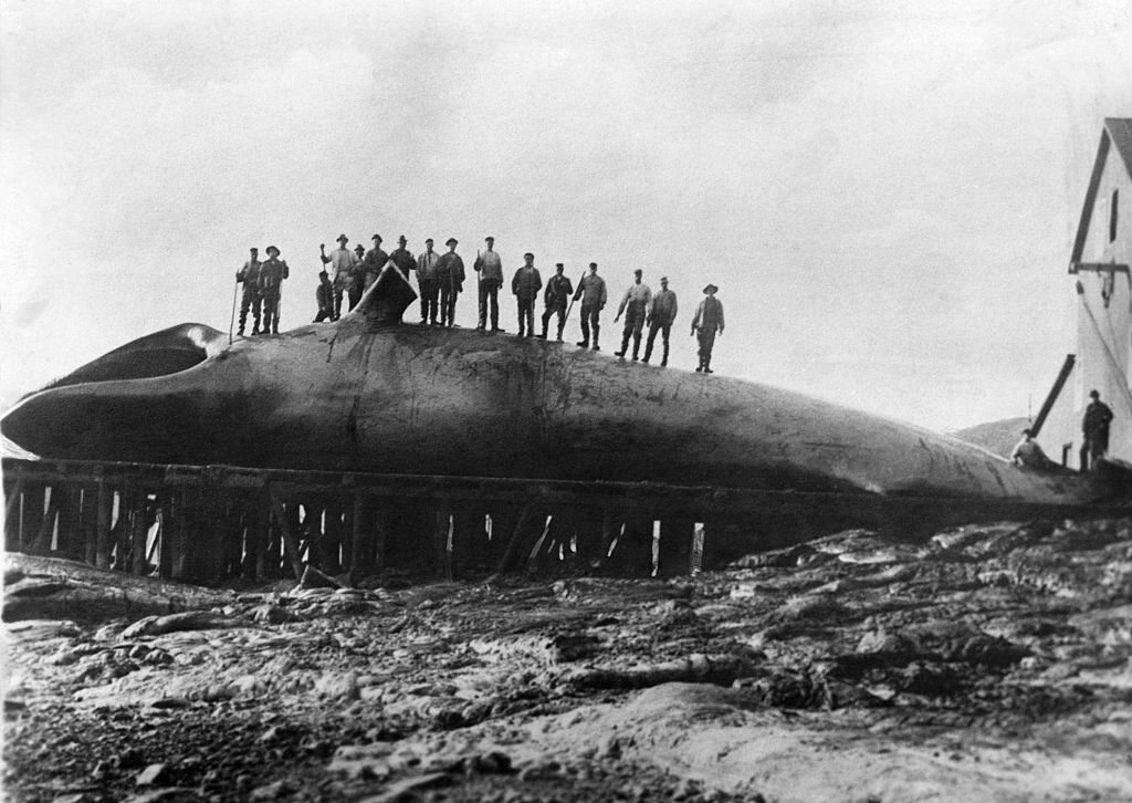 Hitler's Secret Antarctic Expedition for Whales - Gastro Obscura