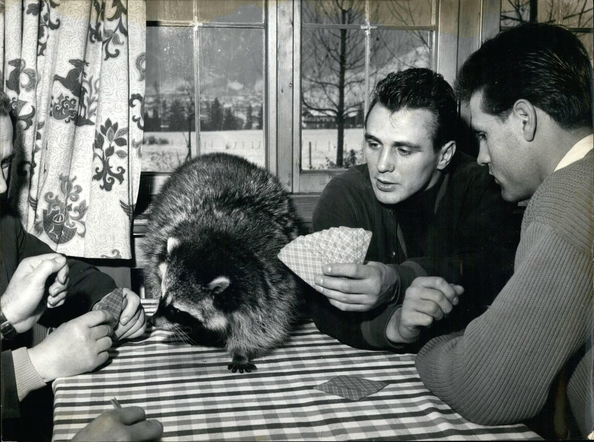 Before rabies and suburbanization, raccoons held fewer negative associations, finding themselves at home on America’s dinner tables, in one way or another.