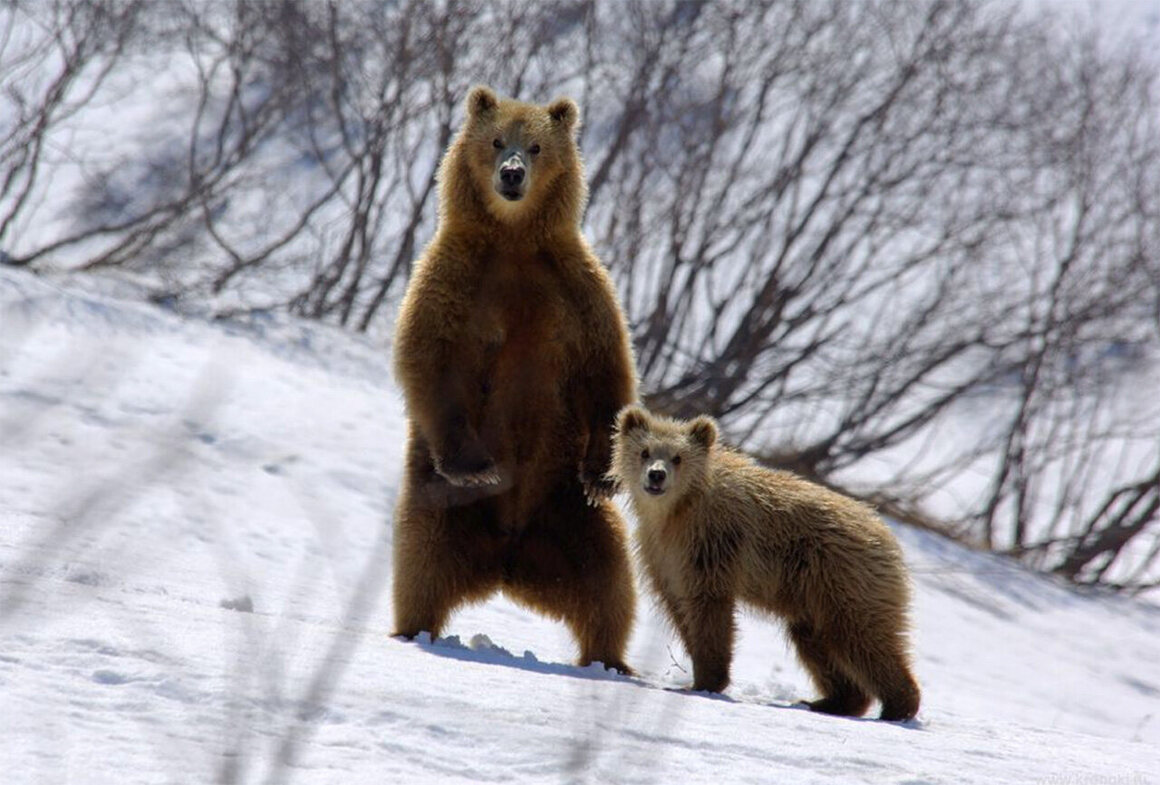 Медведь стоит с детенышем в Кроноцком государственном природном биосферном заповеднике.