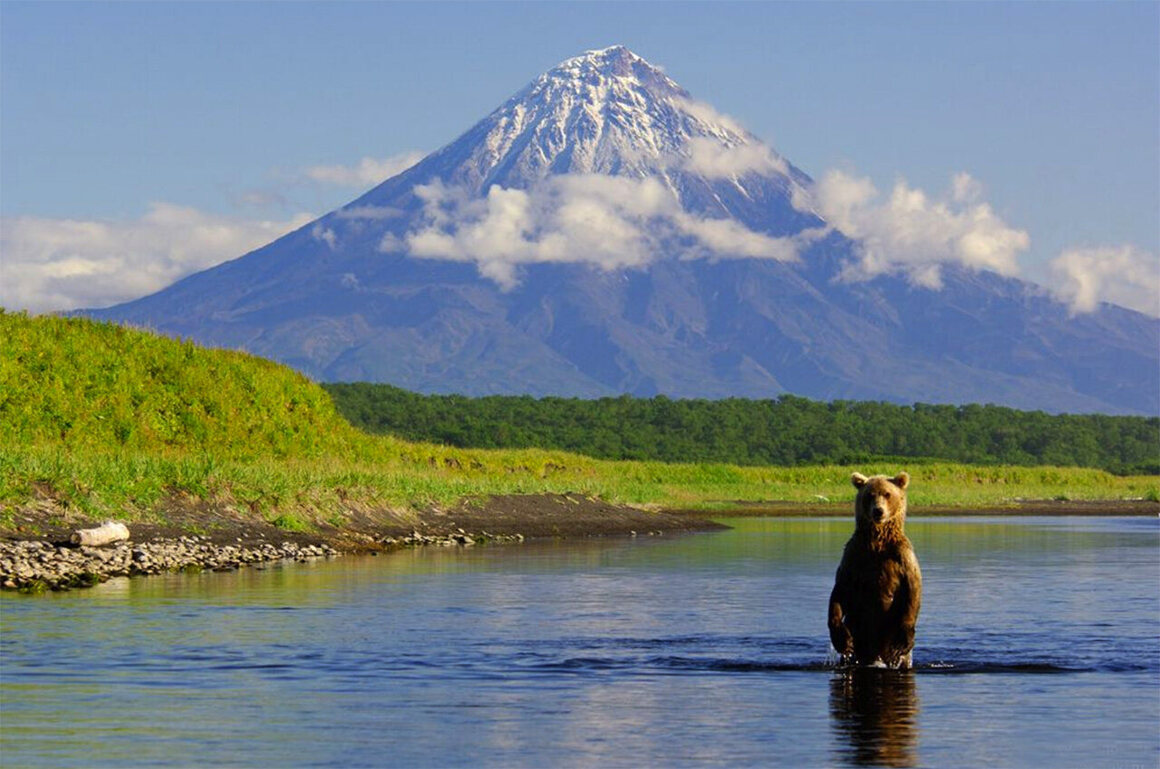 Медведь стоит в Кроноцком государственном природном биосферном заповеднике.