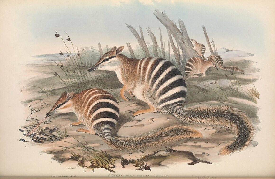 Marsupial 1896 Tasmanian Ring-Tailed Phalanger Original Antique Chromolithograph Mounted and Matted Wildlife Available Framed