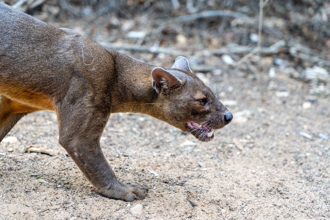 A close relative of the mongoose, the cat-like fossa is a carnivorous mammal unique to the forests of Madagascar.
