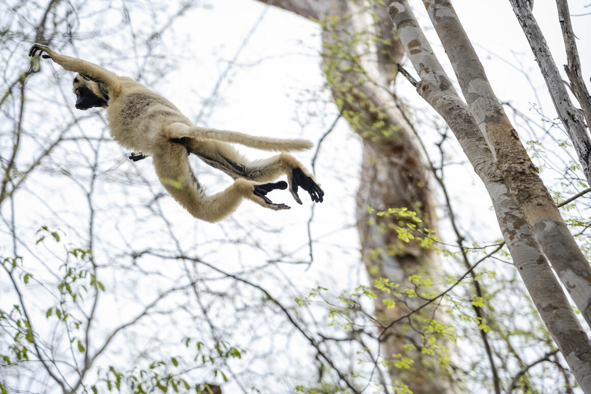 A sifaka leaps through Kirindy Forest. Some conservationists think that both lemurs and their arboreal homes could benefit if insect farming becomes more widespread in Madagascar.