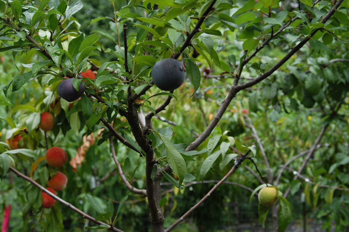 Árbol de frutas gratis NYC