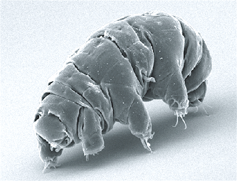 A tardigrade, not made of corn.