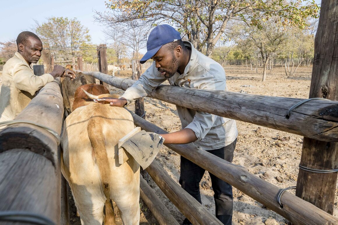 Co-existence officer Nenguba Keitsumetsi demonstrates the eye-cow method to Shorobe cattle farmer Rra Mgkalo.