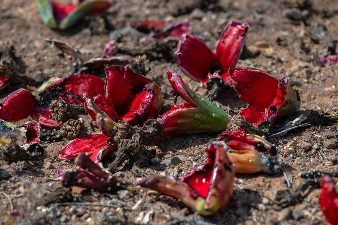 Saguaro fruits lie on the desert floor after Tohono O’odham harvesters scoop out their sweet innards.