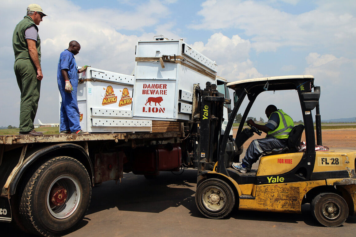 Boxes containing lions from South Africa are placed on a truck heading to Akagera National Park in June 2015.