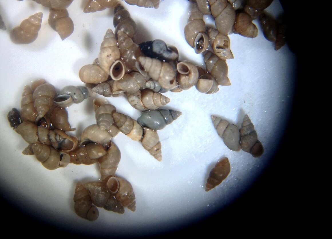 Les escargots ne mesurent qu'un huitième de pouce.  Ici, ils sont visualisés au microscope. 