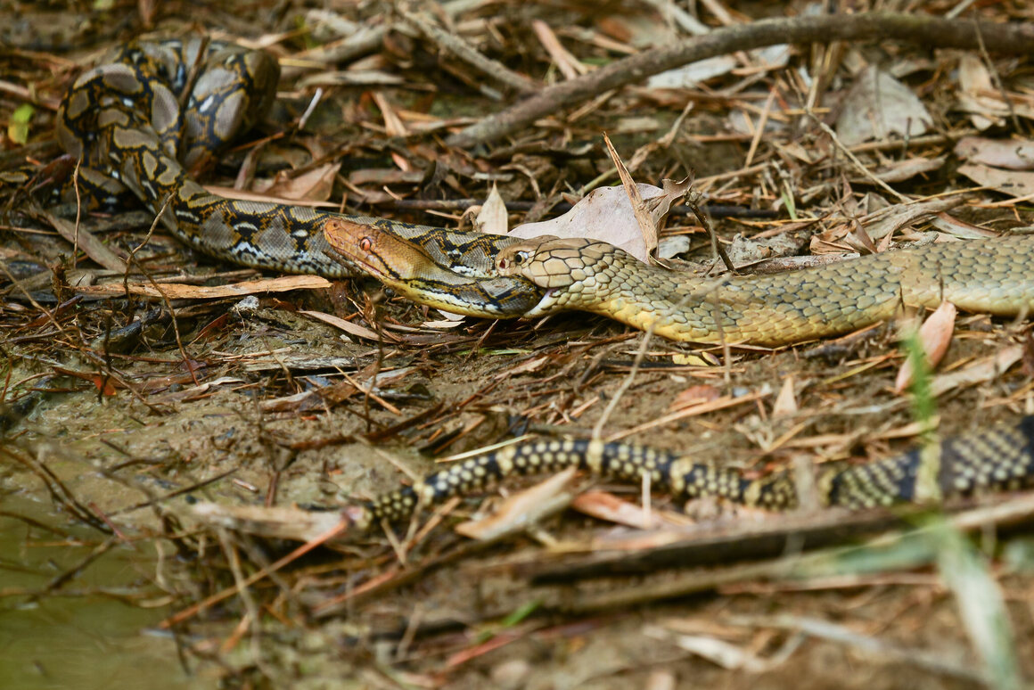 The genus of the king cobra is <em>Ophiophagus</em>, or "snake eater," for good reason.