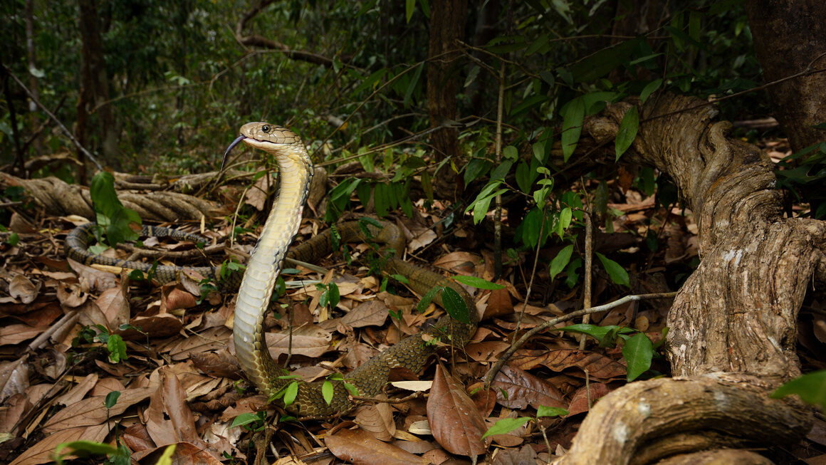 The king cobra is one of the most feared venomous snakes in India, even though it does not often bite humans.