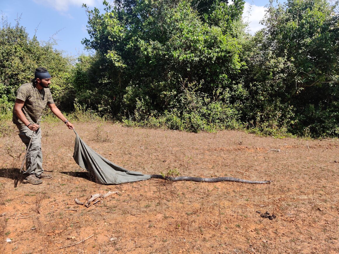 Upon release, the rescued king cobra makes for its forest home.